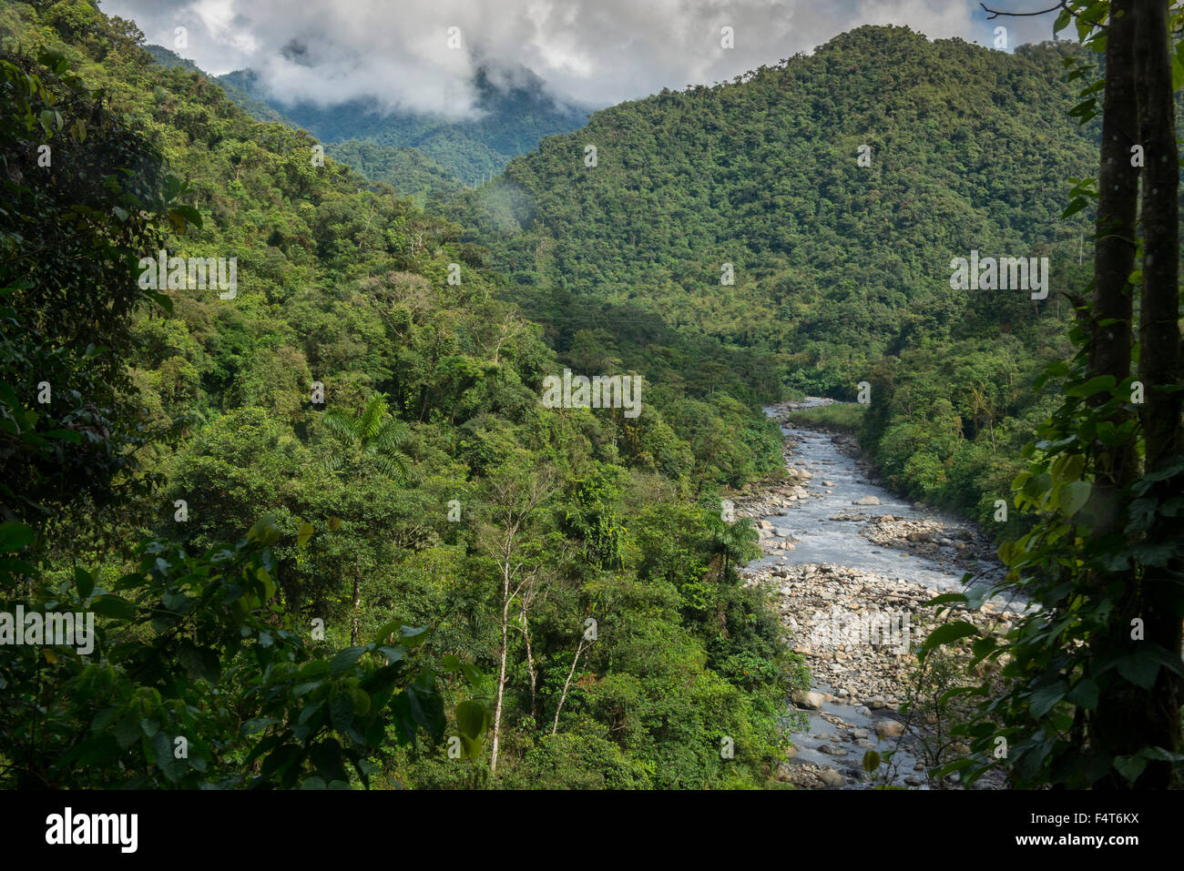 Sud America, America Latina, Perù, Amazonia, Manu, Parco Nazionale, UNESCO Patrimonio Mondiale, cloud forest Foto Stock