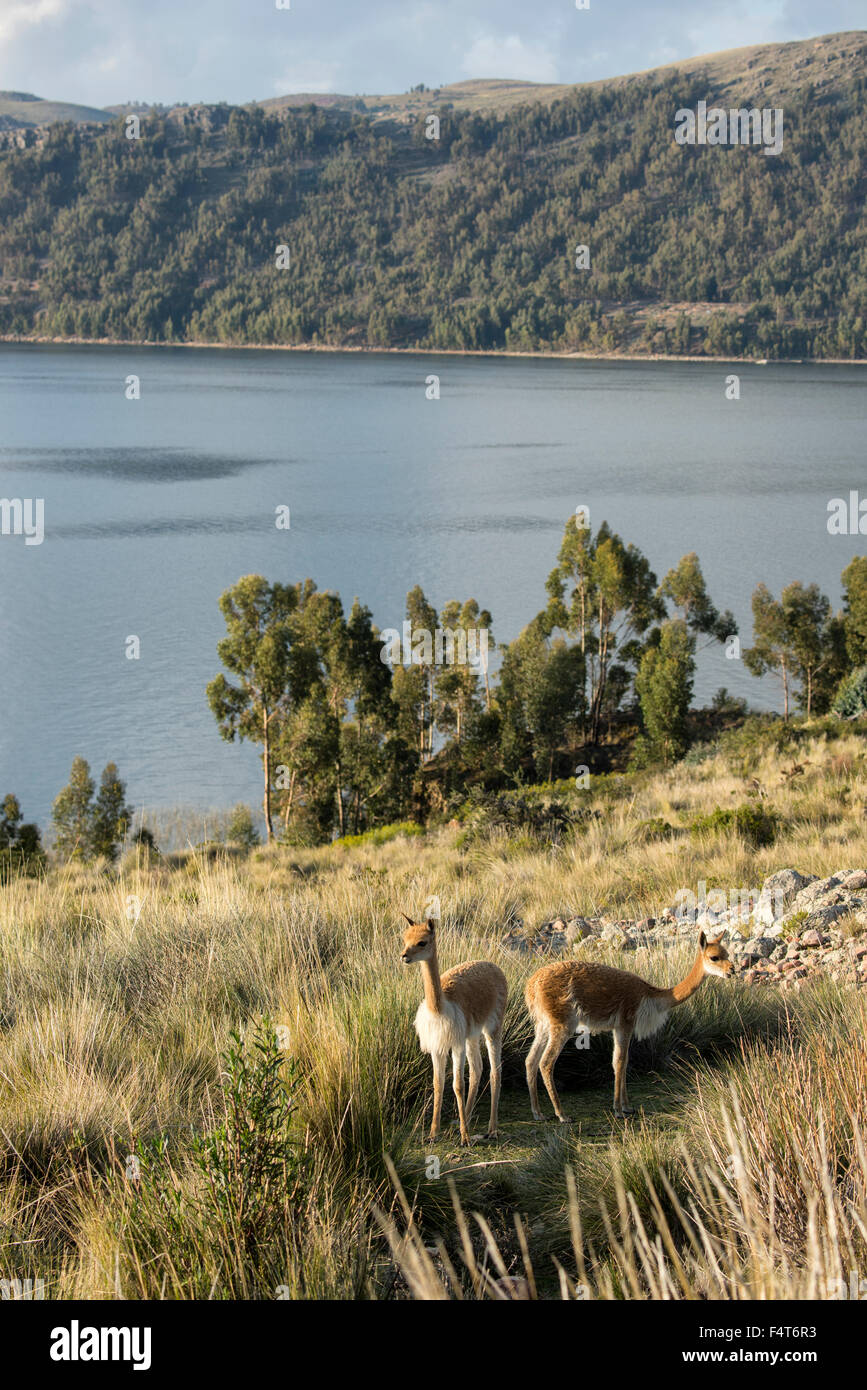 Sud America, America Latina, Perù Lago Titicaca, Isola di Suasi, vigogna, mammifero, animali selvatici Foto Stock