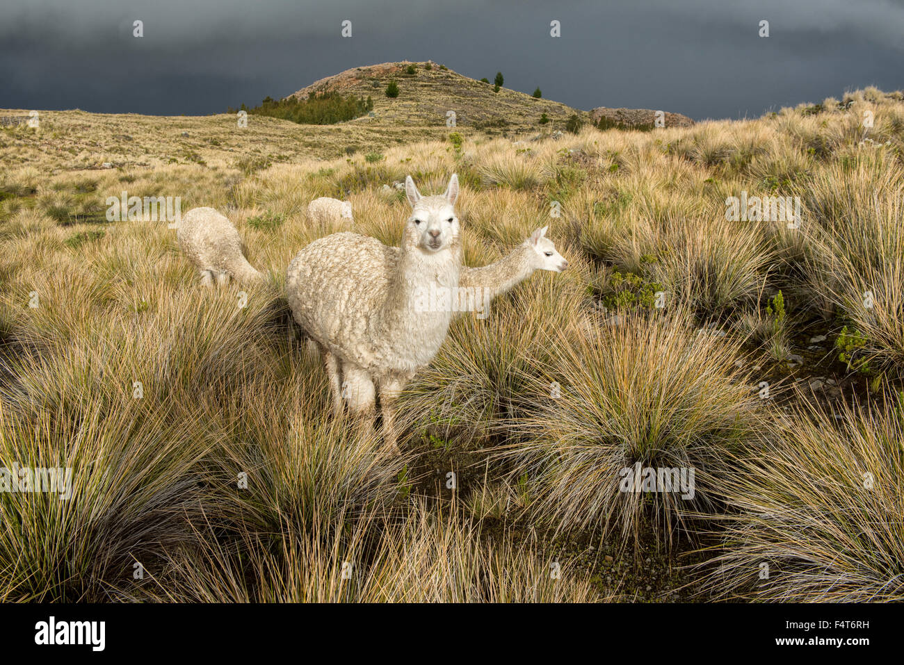 Sud America, America Latina, Perù Lago Titicaca, Suasi Isola, alpaca, mammifero, animali selvatici Foto Stock