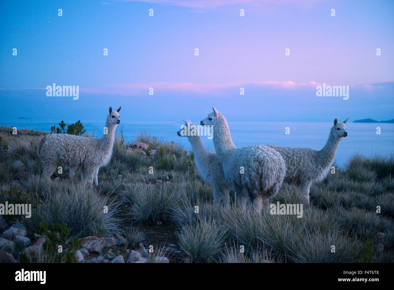 Sud America, America Latina, Perù Lago Titicaca, Suasi Isola, alpaca, mammifero, animali selvatici Foto Stock