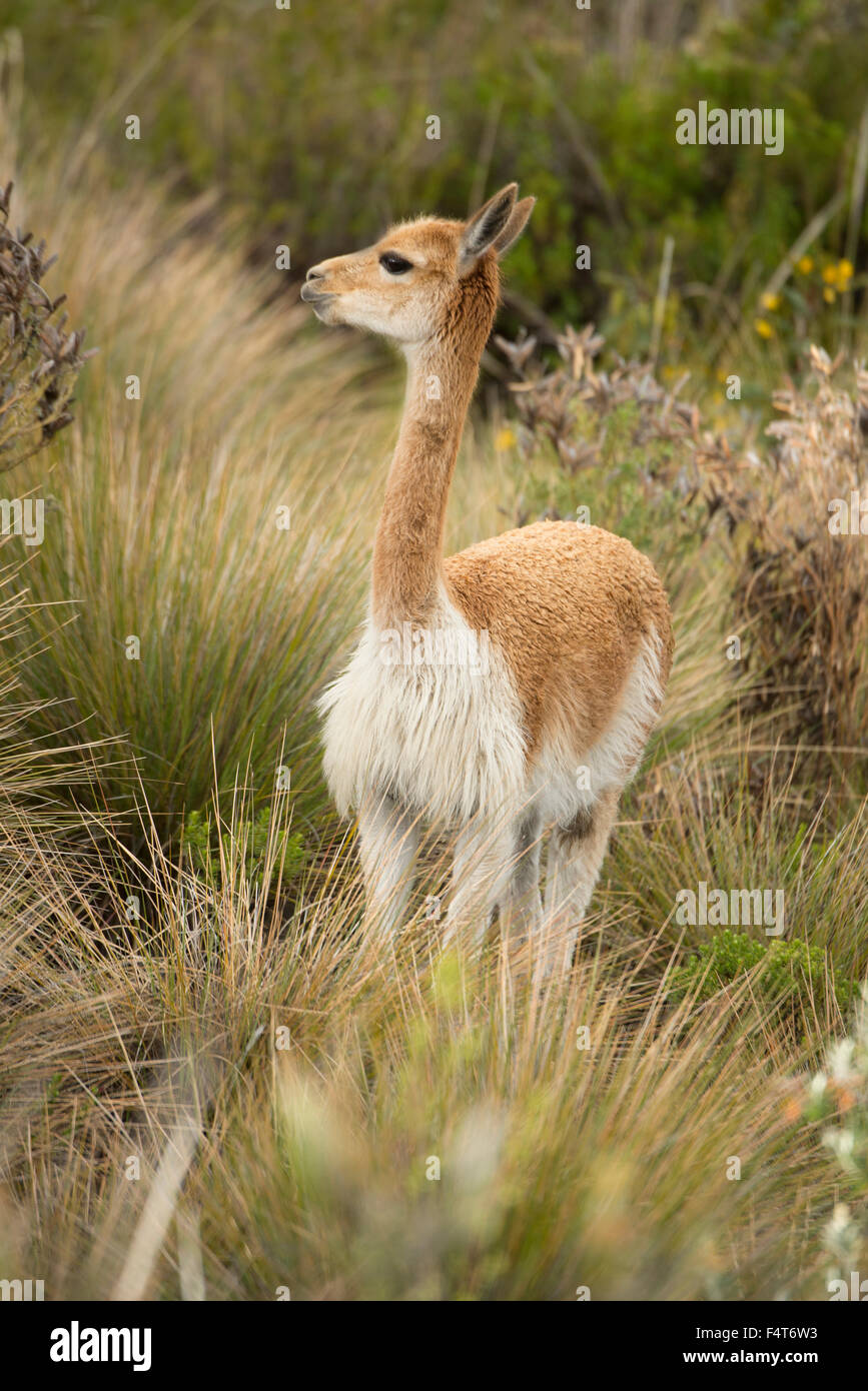 Sud America, America Latina, Perù Lago Titicaca, Isola di Suasi, vigogna, mammifero, animali selvatici Foto Stock