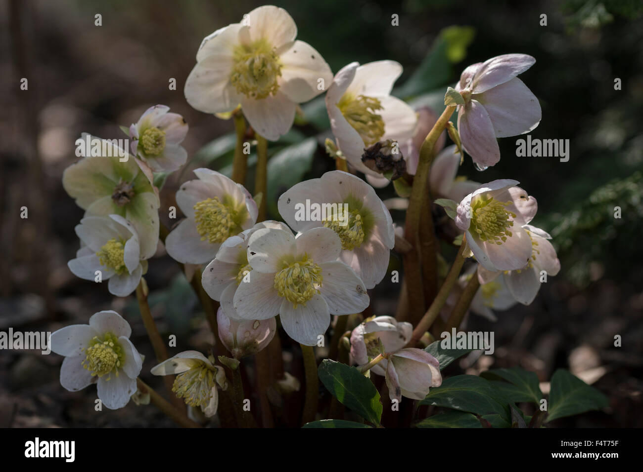 X Helleborus niger in luce del sole di mattina - Marzo Foto Stock