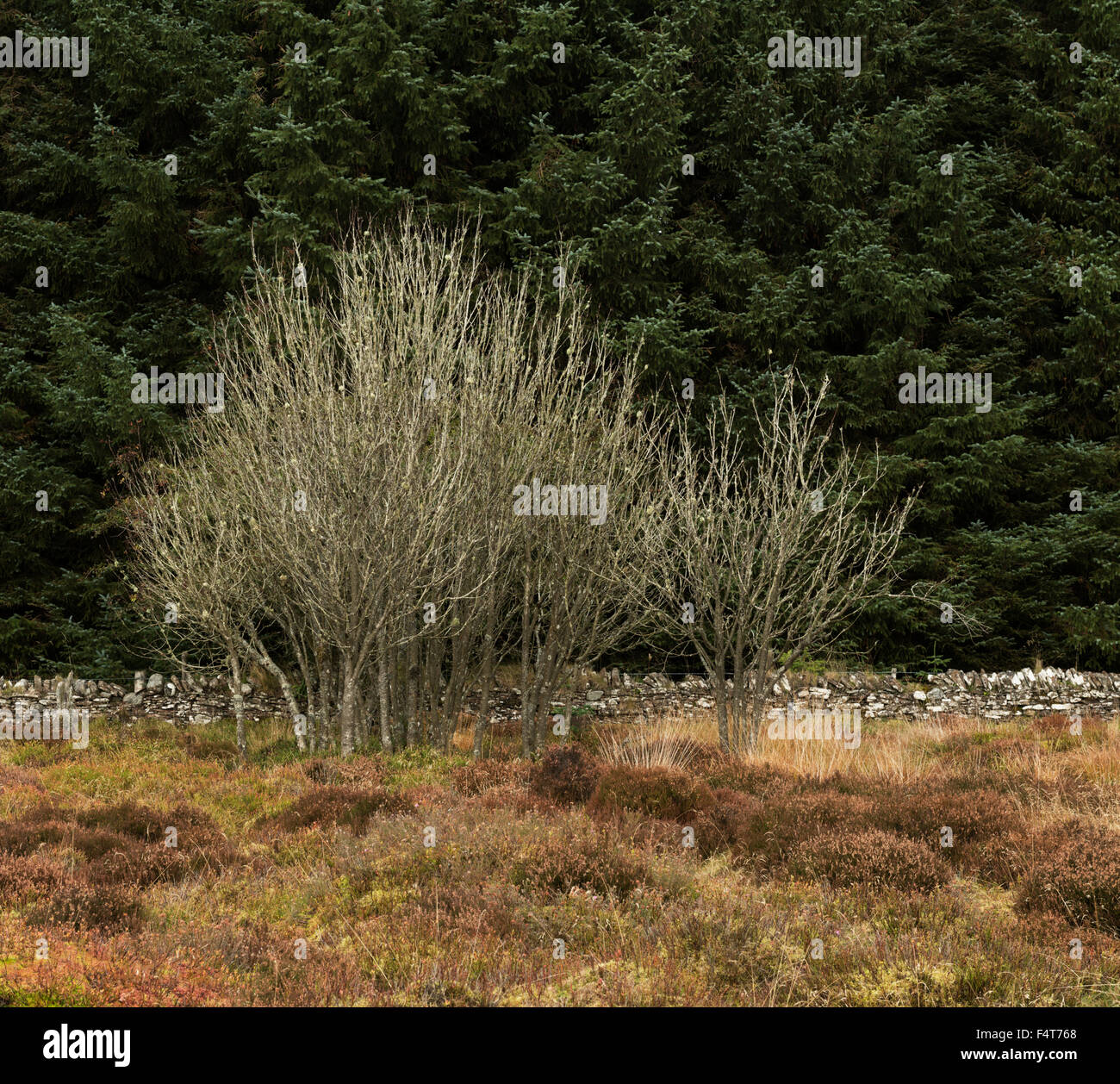 Gli alberi morti accanto a piantagione di abete rosso sul sito della battaglia di Sheriffmuir, Perthshire,Scozia, Regno Unito, Foto Stock