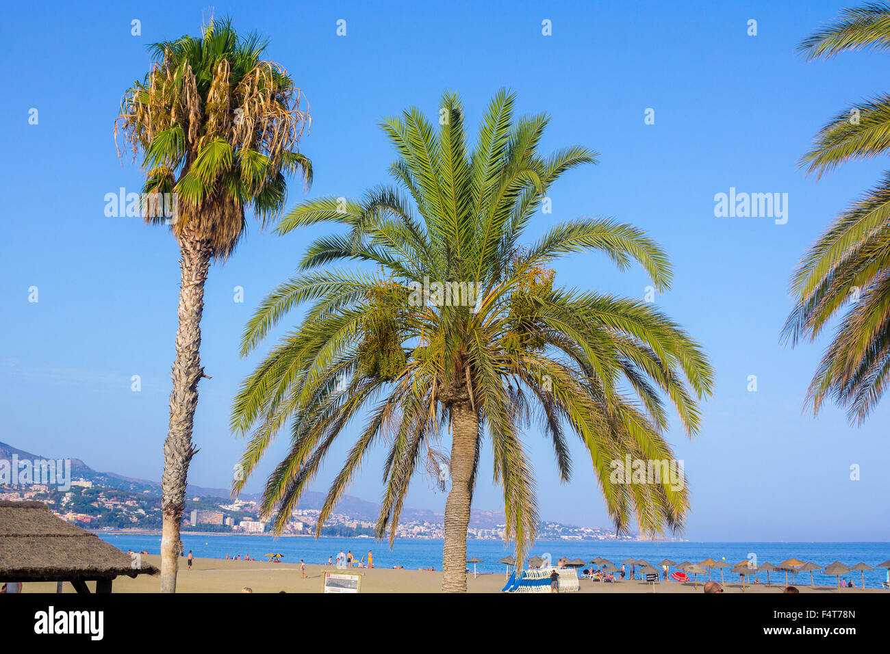 Alberi di palma su una spiaggia a giù in Malaga, Spagna Foto Stock