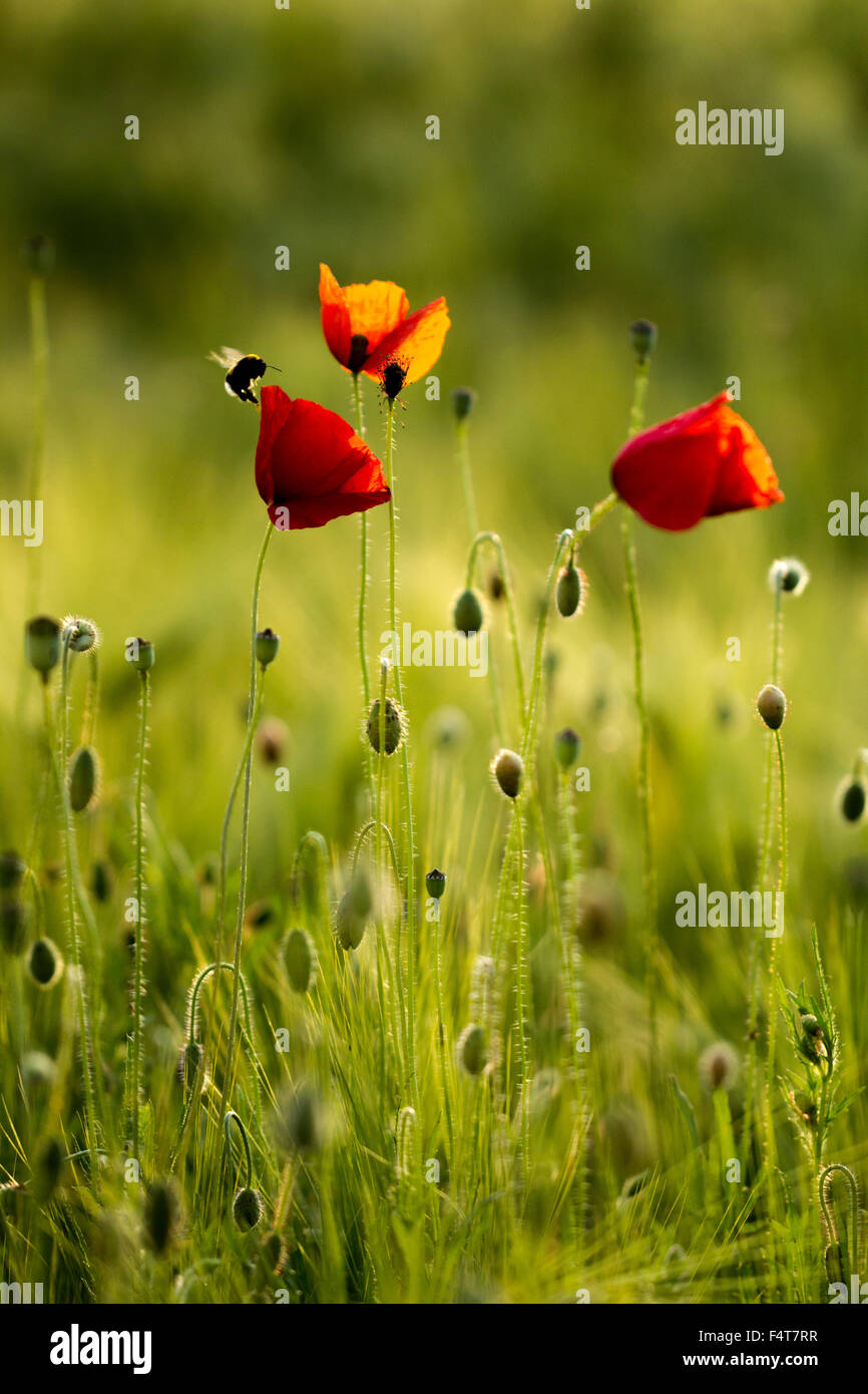 Mohn, Klatschmohn, comune papavero, Papaver rhoeas Foto Stock
