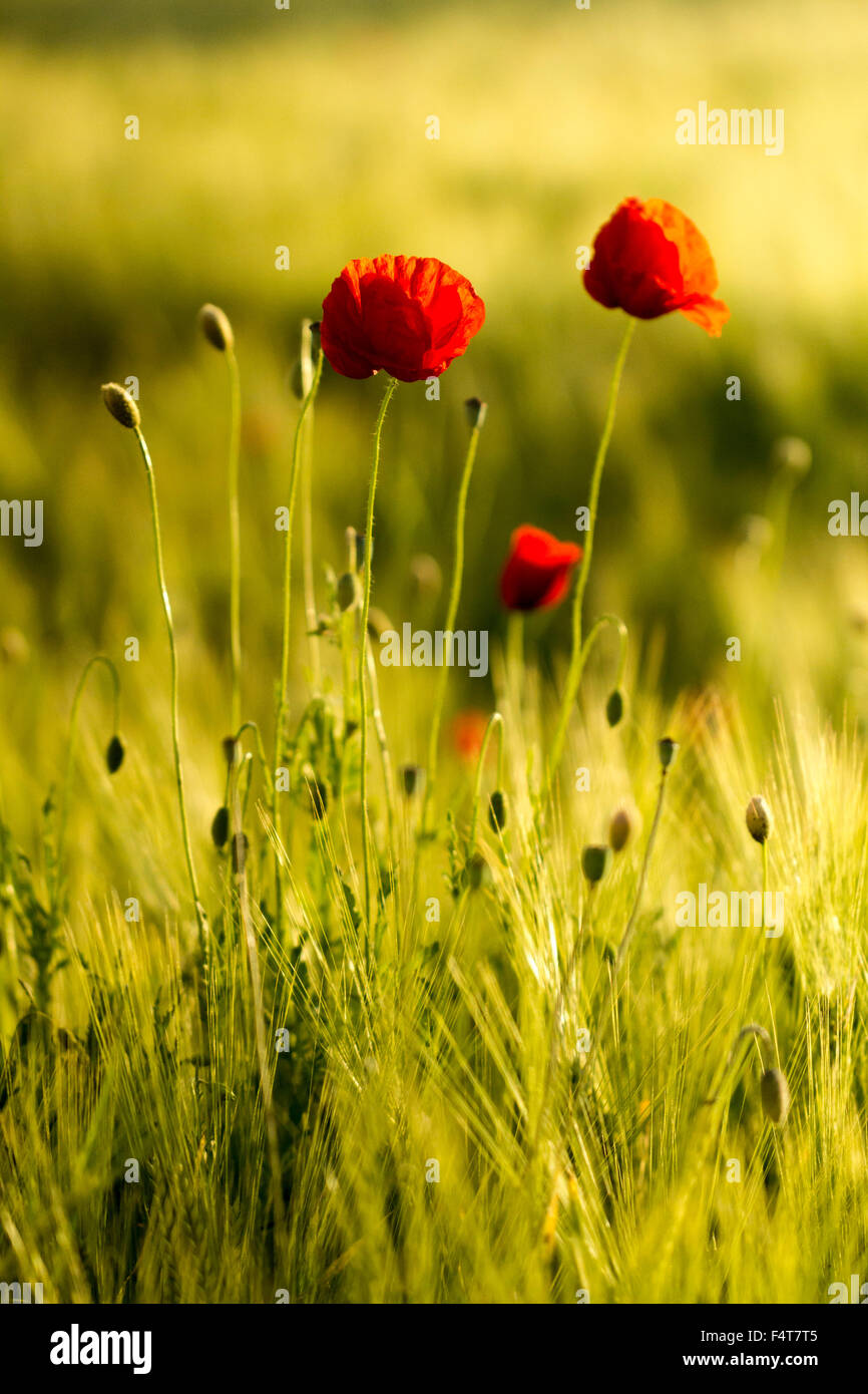 Mohn, Klatschmohn, comune papavero, Papaver rhoeas Foto Stock