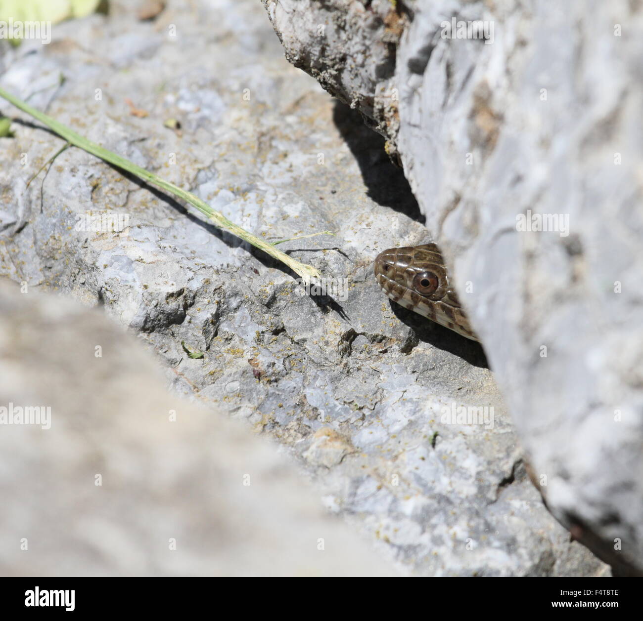 Acqua snake che spuntavano da una fessura nella roccia. Foto Stock