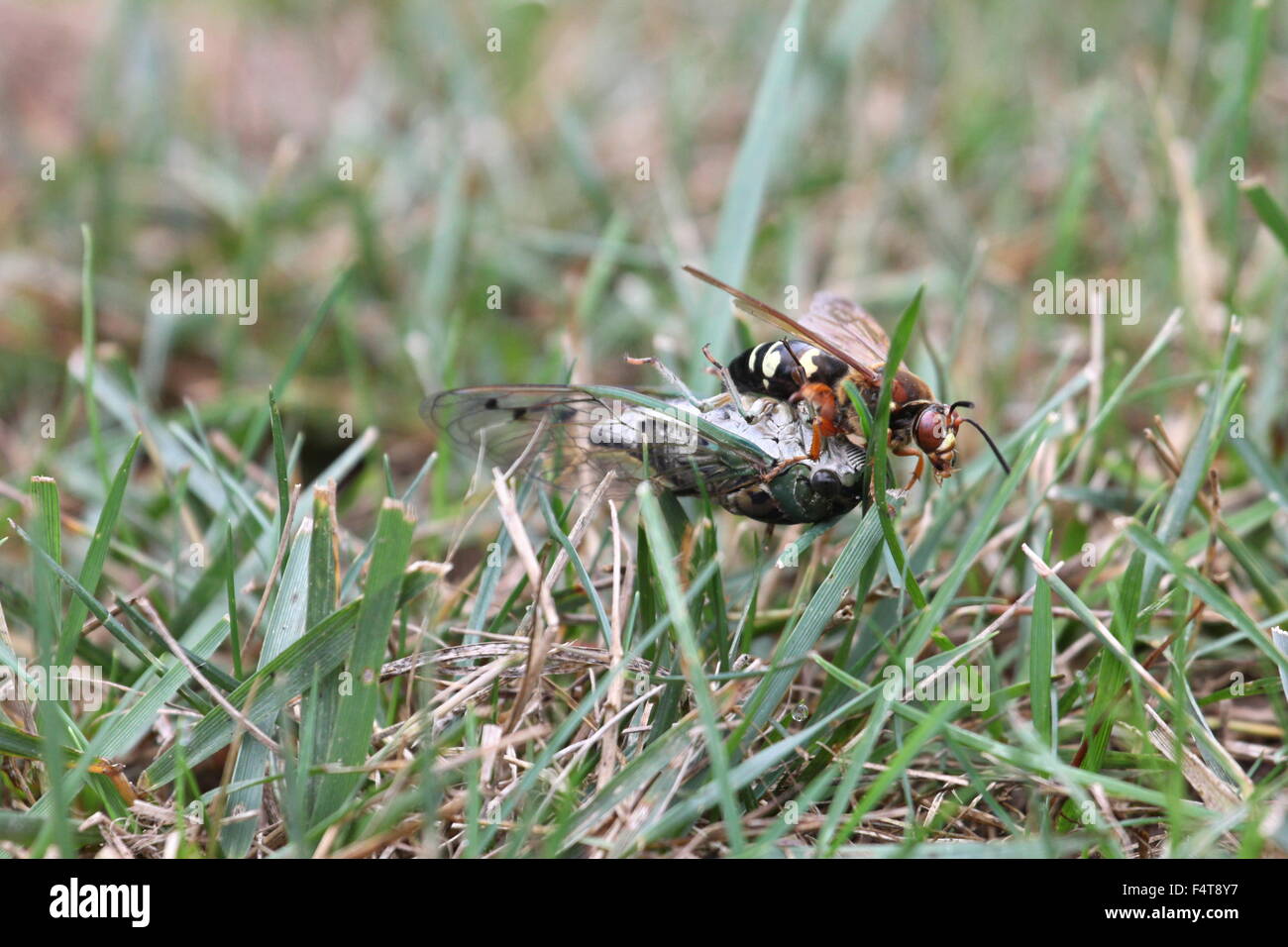 Cicala killer trascinando un paralitico cicala. Foto Stock