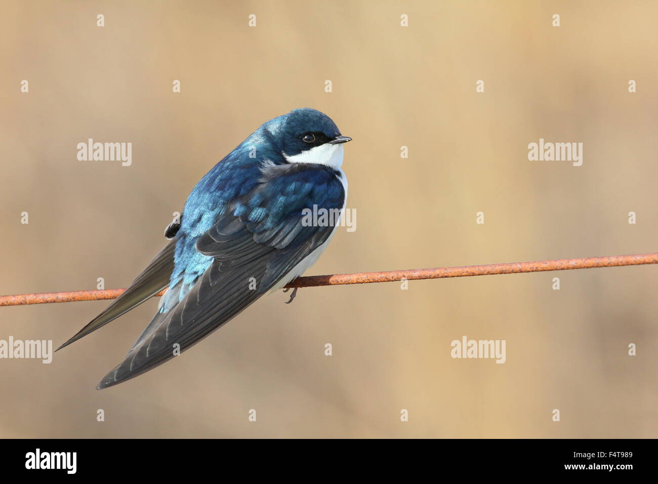 Tree swallow arroccato su di un filo. Foto Stock