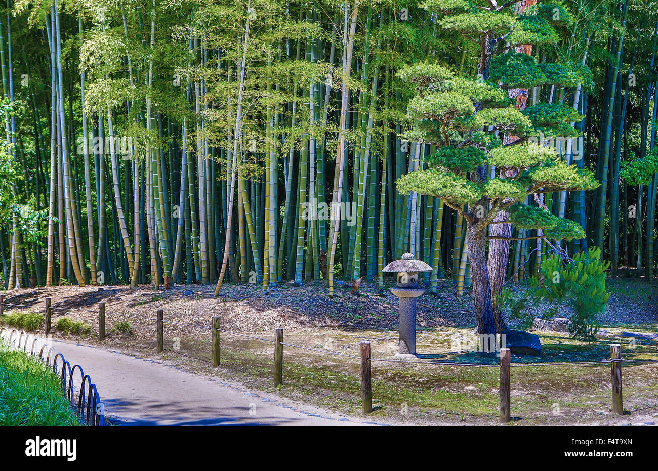 Giappone, Okayama, il Giardino Korakuen, bambù, legno Foto Stock