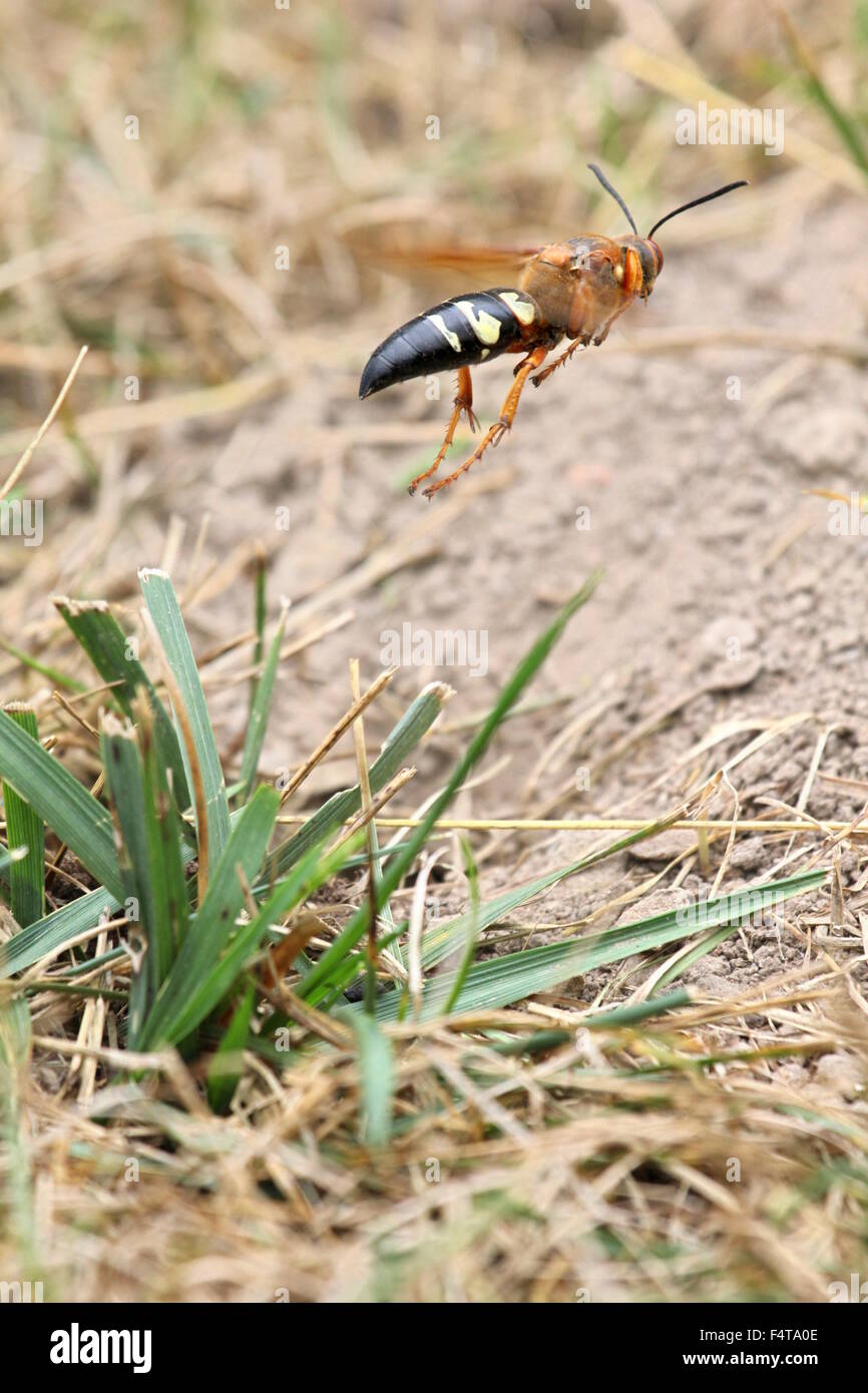 Cicala killer volare lontano dalla sua tana. Foto Stock