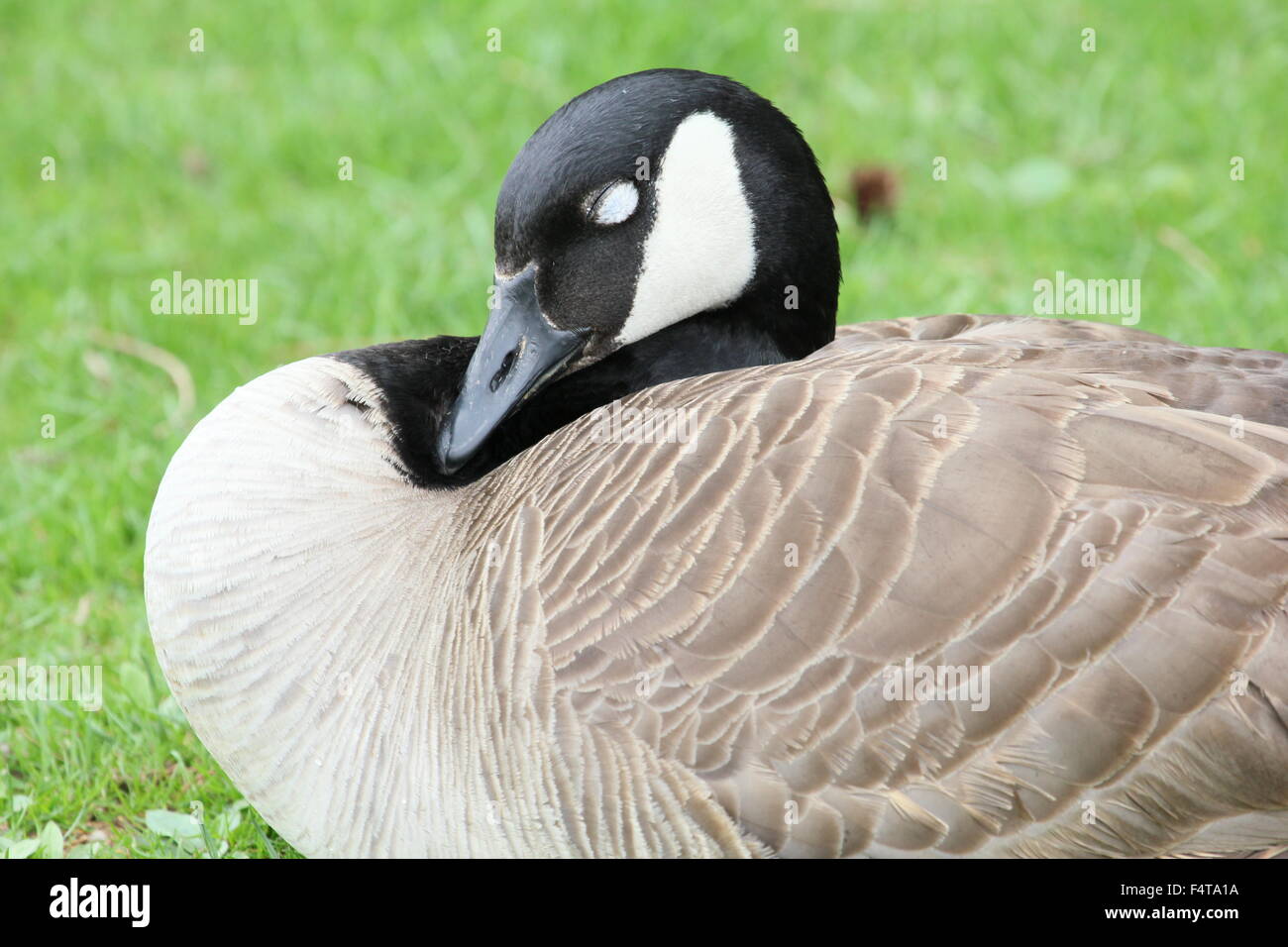 Canada Goose nell'erba. Foto Stock