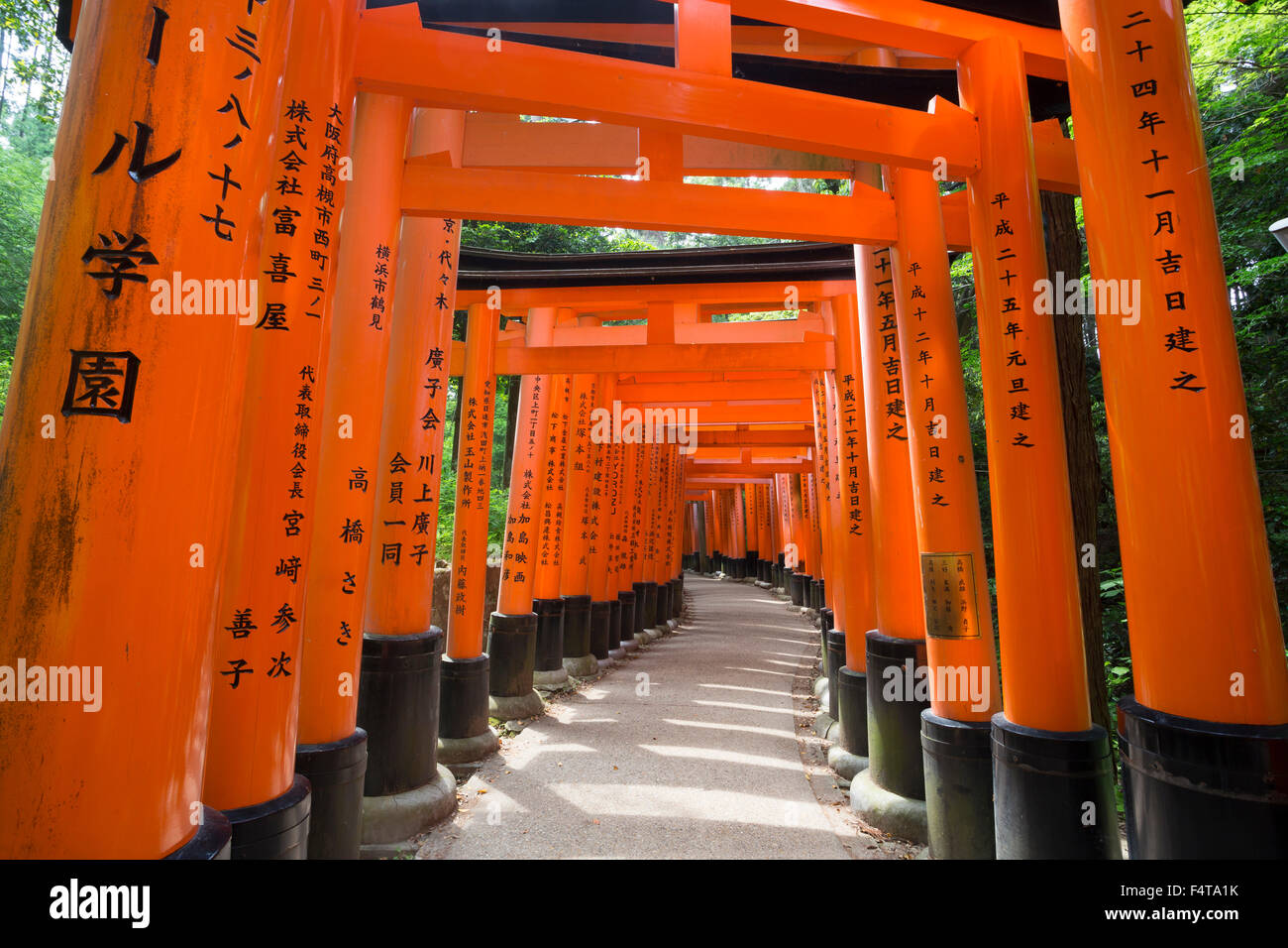Giappone, Kyoto City, Fushimi-Inari Taisha, Toriies Foto Stock