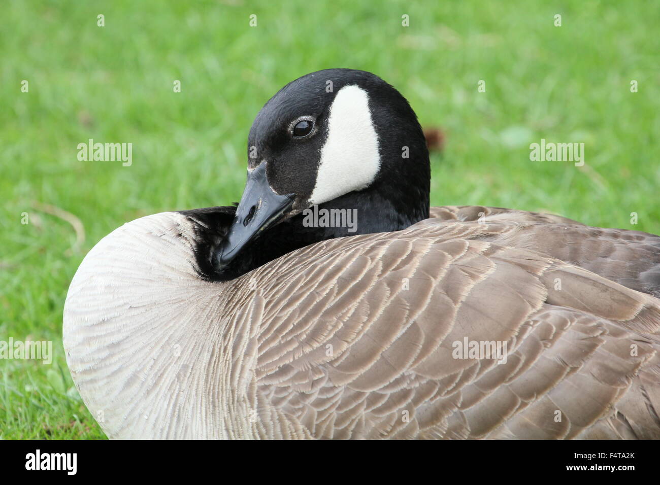 Canada Goose seduto in erba. Foto Stock