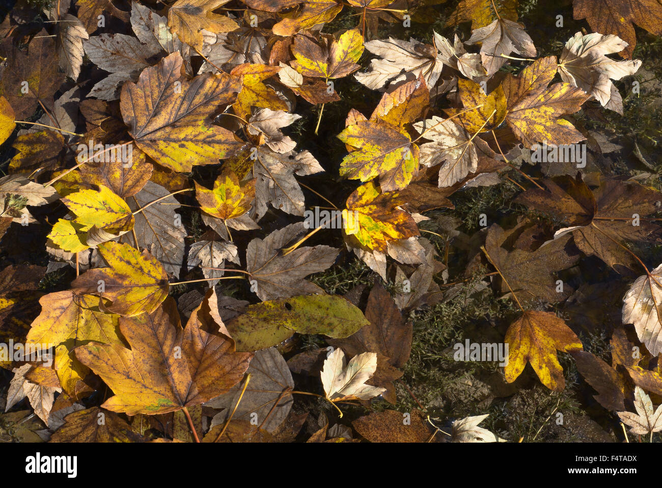 Flottante foglie dorate su una giornata autunnale Foto Stock