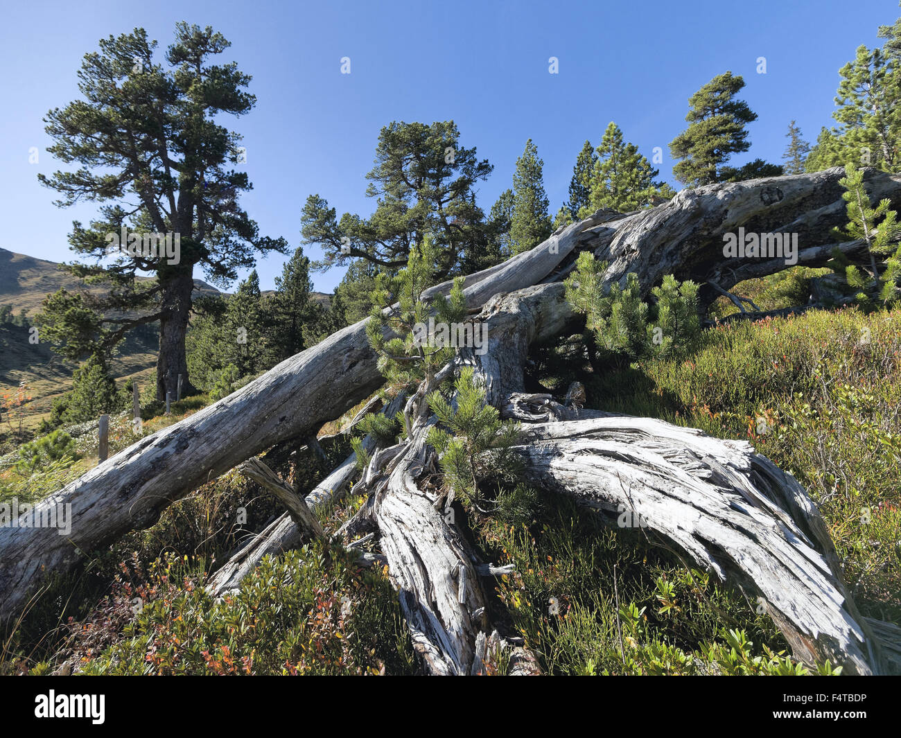 In legno di pino con legno morto Foto Stock