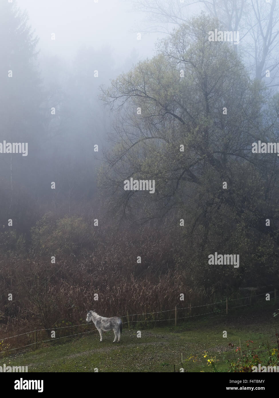 Asino nel prato, Foto Stock