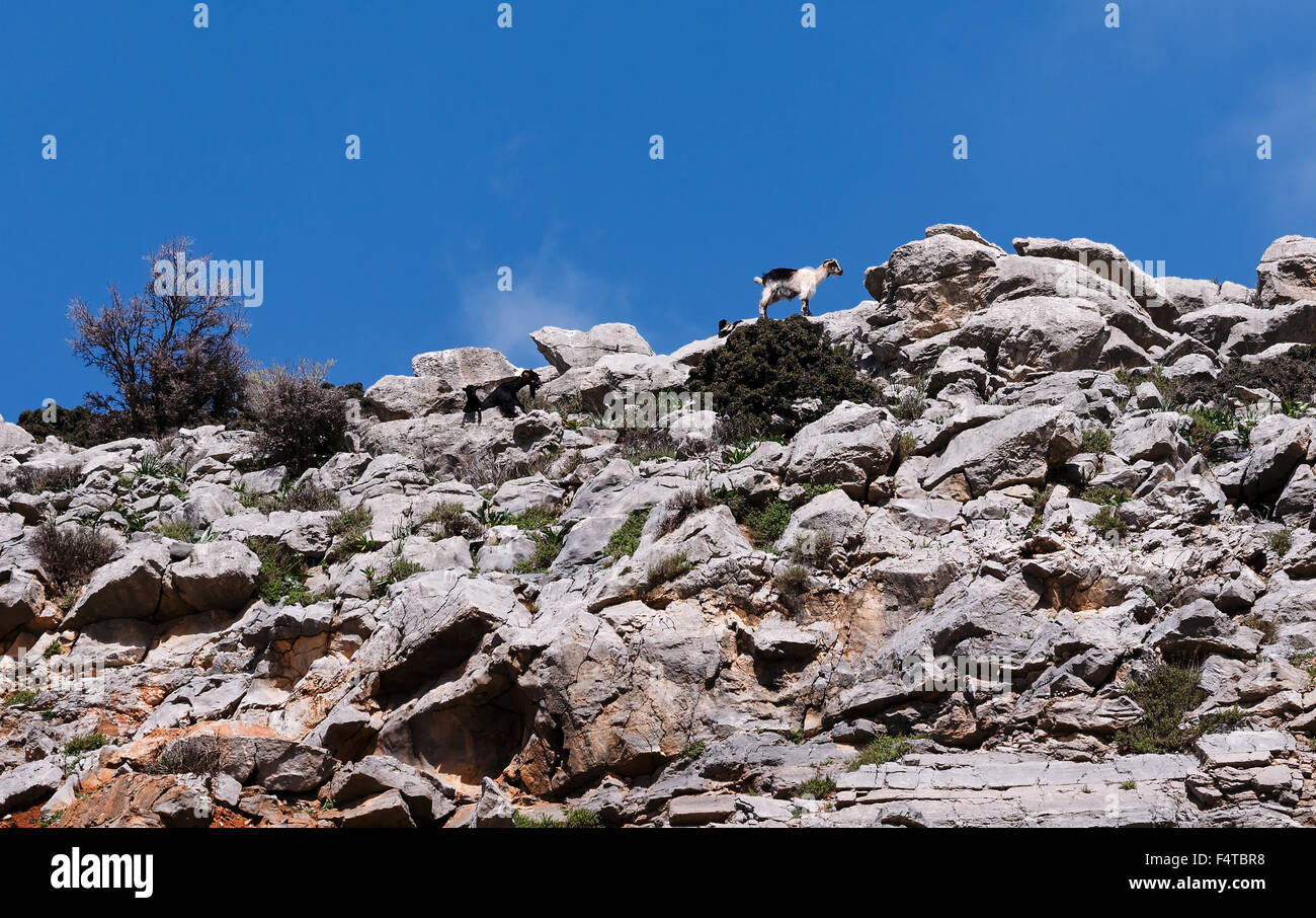 Capre sulla scogliera ridge Foto Stock