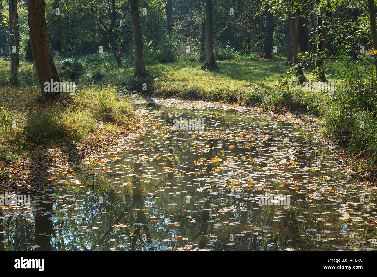 Bosco e lo streaming con colorate Foglie di autunno Foto Stock