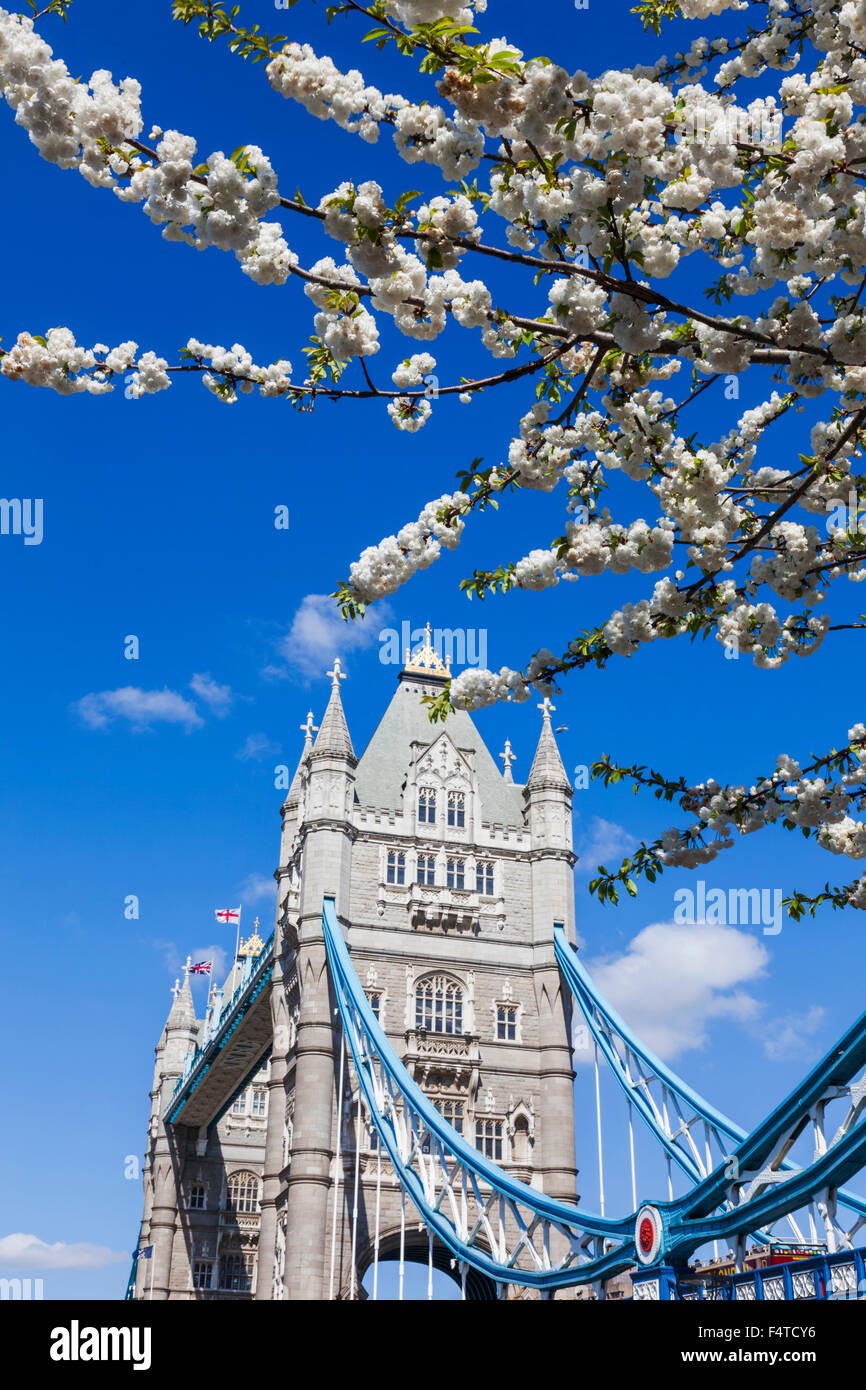 Inghilterra, Londra, il Tower Bridge e la primavera sbocciano i fiori Foto Stock
