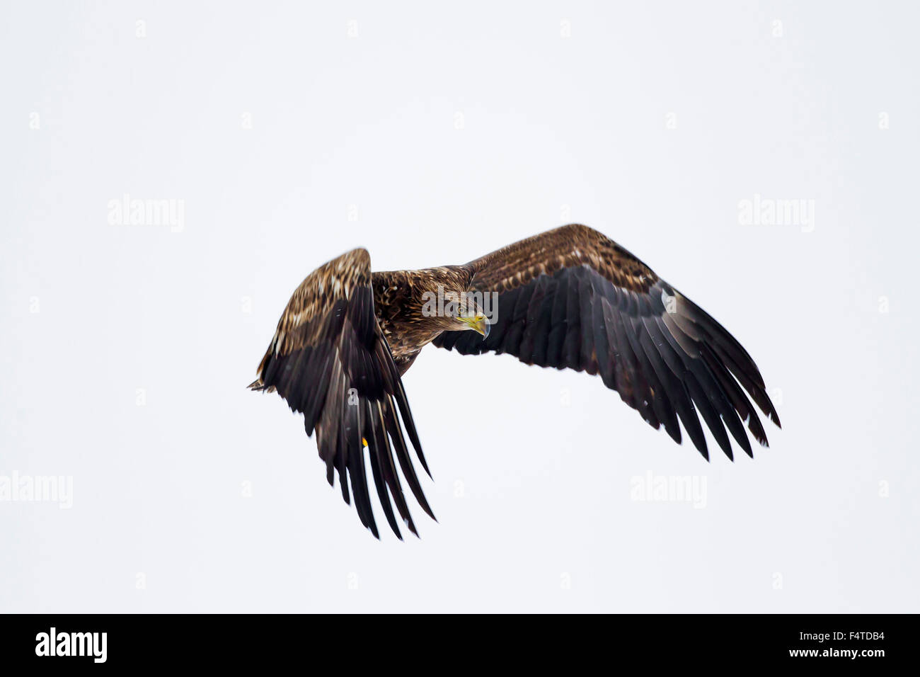 White-tailed Eagle / Sea Eagle / Erne (Haliaeetus albicilla) capretti in volo in inverno Foto Stock