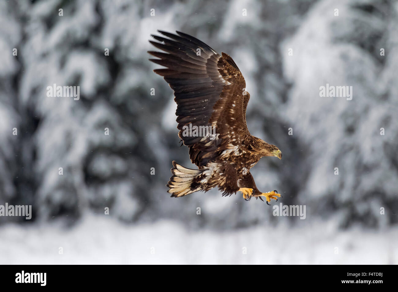 White-tailed Eagle / Sea Eagle / Erne (Haliaeetus albicilla) capretti atterraggio sulla neve in inverno Foto Stock
