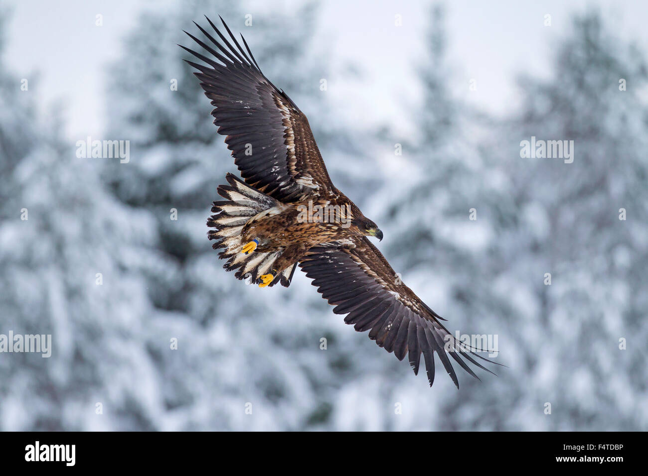 White-tailed Eagle / Sea Eagle / Erne (Haliaeetus albicilla) capretti atterraggio sulla neve in inverno Foto Stock