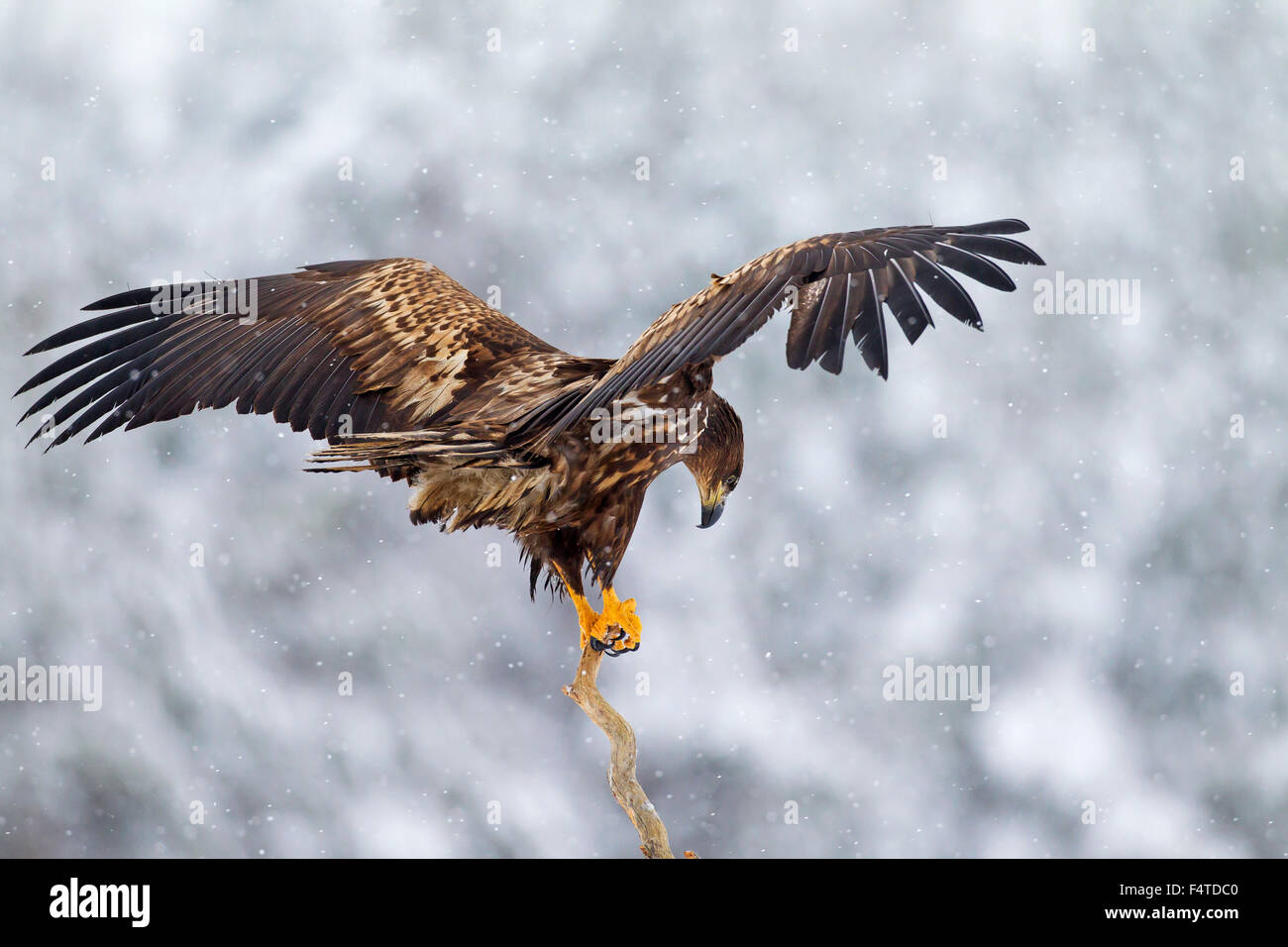 White-tailed Eagle / Sea Eagle / Erne (Haliaeetus albicilla) capretti lo sbarco nella struttura ad albero nella neve in inverno Foto Stock
