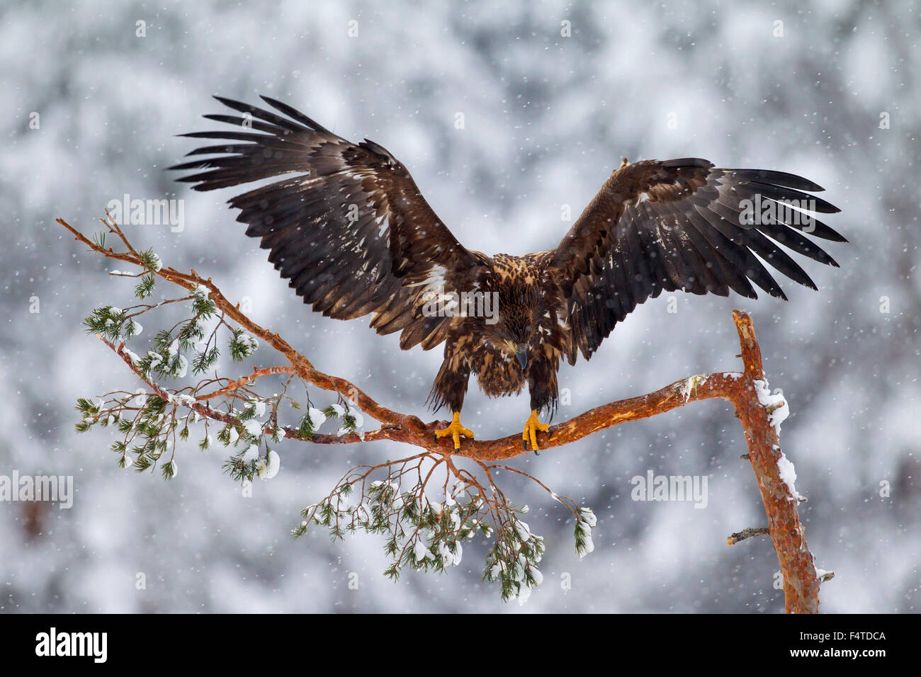 White-tailed Eagle / Sea Eagle / Erne (Haliaeetus albicilla) capretti lo sbarco nella struttura ad albero di abete rosso nella neve in inverno Foto Stock