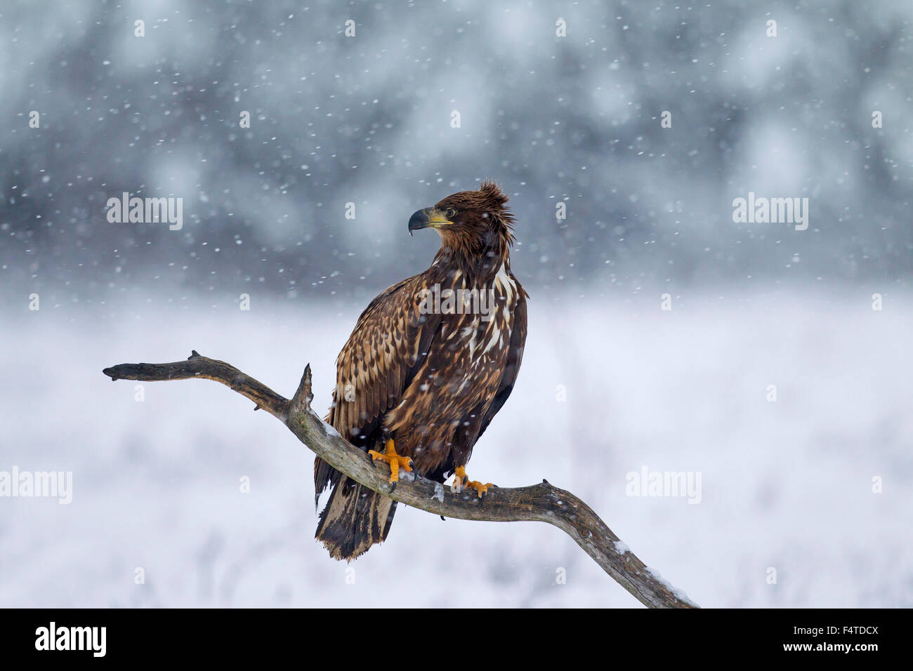 White-tailed Eagle / Sea Eagle / Erne (Haliaeetus albicilla) capretti arroccato nella struttura ad albero nella neve in inverno Foto Stock