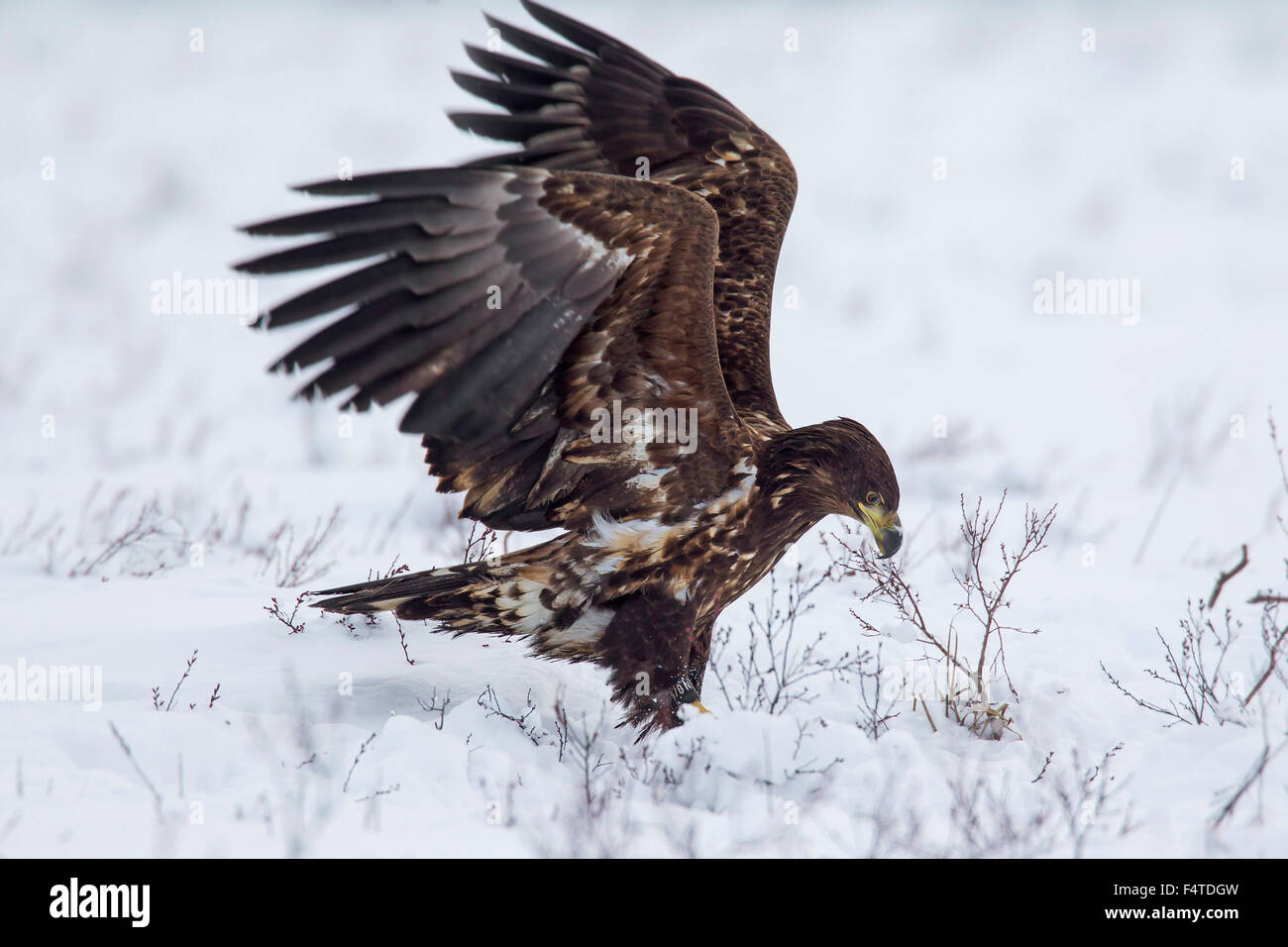White-tailed Eagle / Sea Eagle / Erne (Haliaeetus albicilla) capretti sulla tundra nella neve in inverno Foto Stock