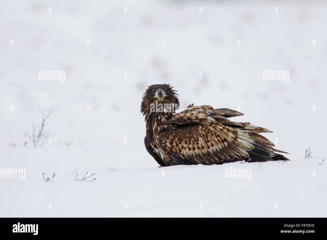 White-tailed Eagle / Sea Eagle / Erne (Haliaeetus albicilla) capretti in campo nella neve in inverno Foto Stock