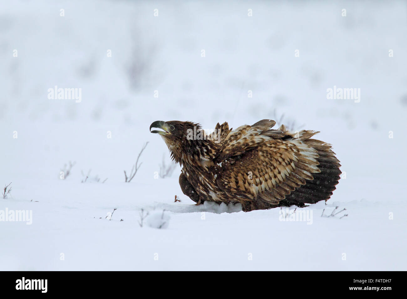White-tailed Eagle / Sea Eagle / Erne (Haliaeetus albicilla) capretti chiamando in campo nella neve in inverno Foto Stock