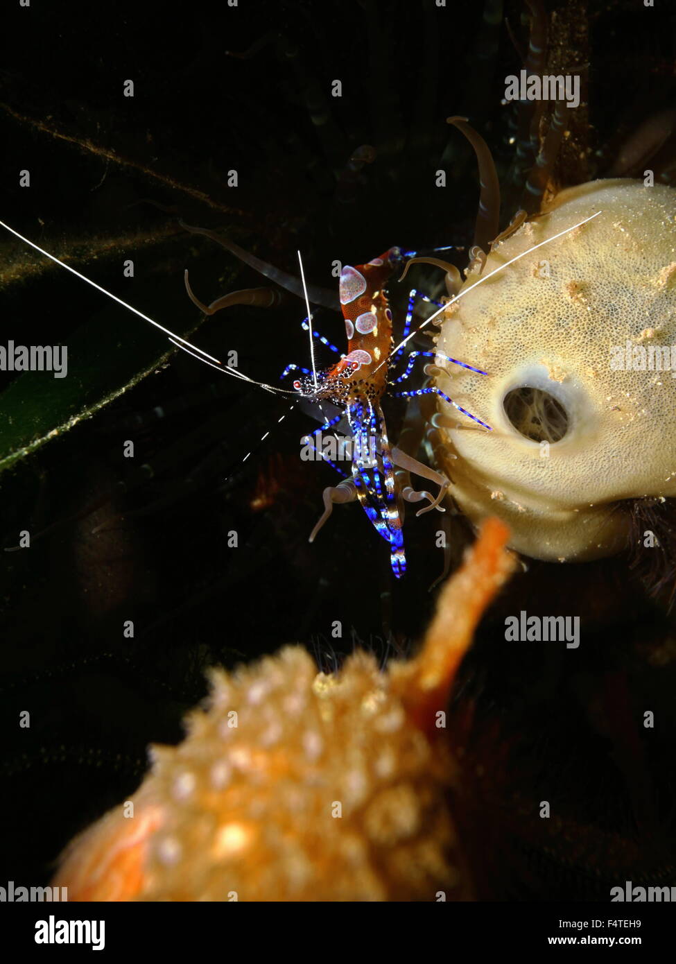 Gamberi colorati subacquea, Periclimenes yucatanicus, comunemente denominato spotted cleaner gamberetti, Mar dei Caraibi Foto Stock