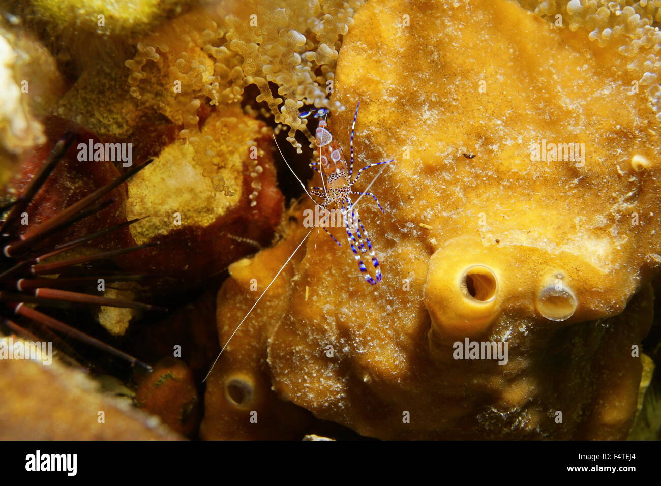 La vita subacquea, un colorato spotted cleaner gamberetti, Periclimenes yucatanicus, Mar dei Caraibi Foto Stock