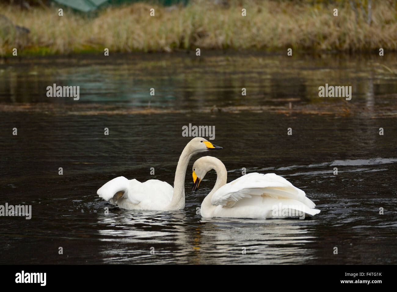Hooper Swan, Cygnus cygnus, anatidi, display, Swan, uccelli, animali Lutnes, Hedmark, Norvegia Foto Stock