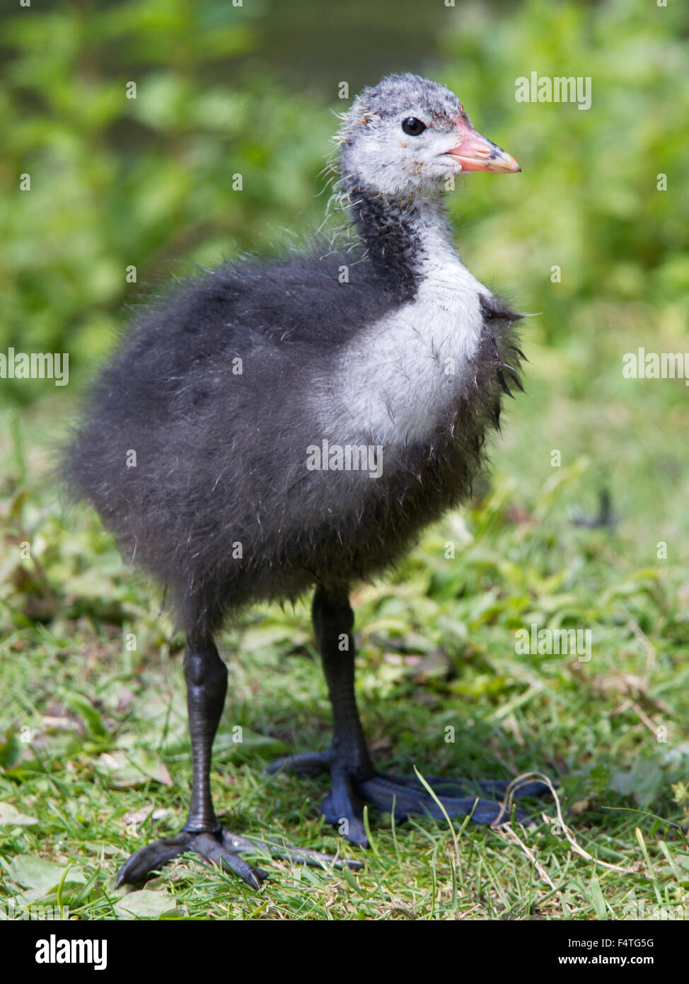 Coot chick in piedi Foto Stock