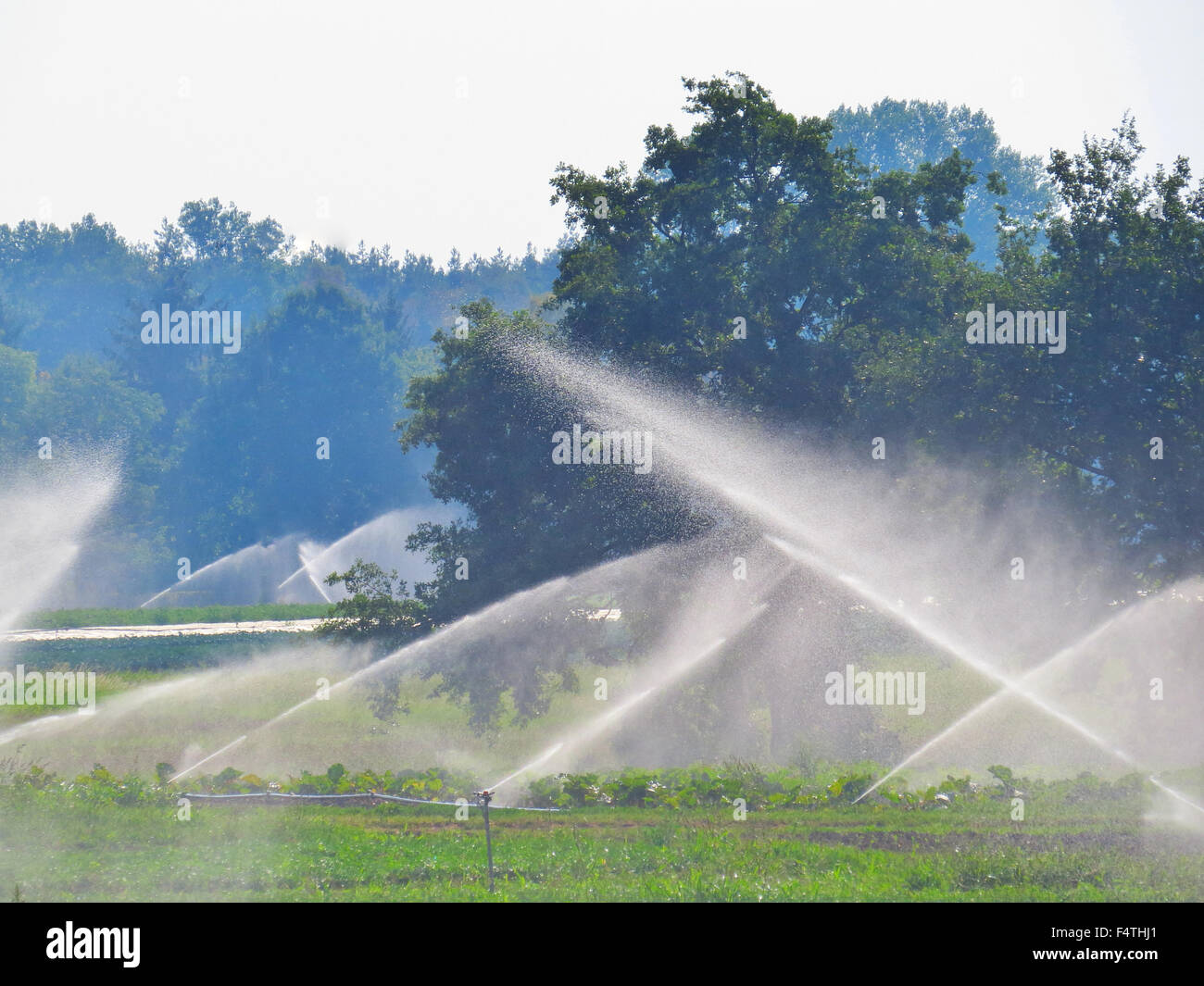 Spinkle, Germania, irrigazione, agricoltura, acqua, getti, fontane, Foto Stock