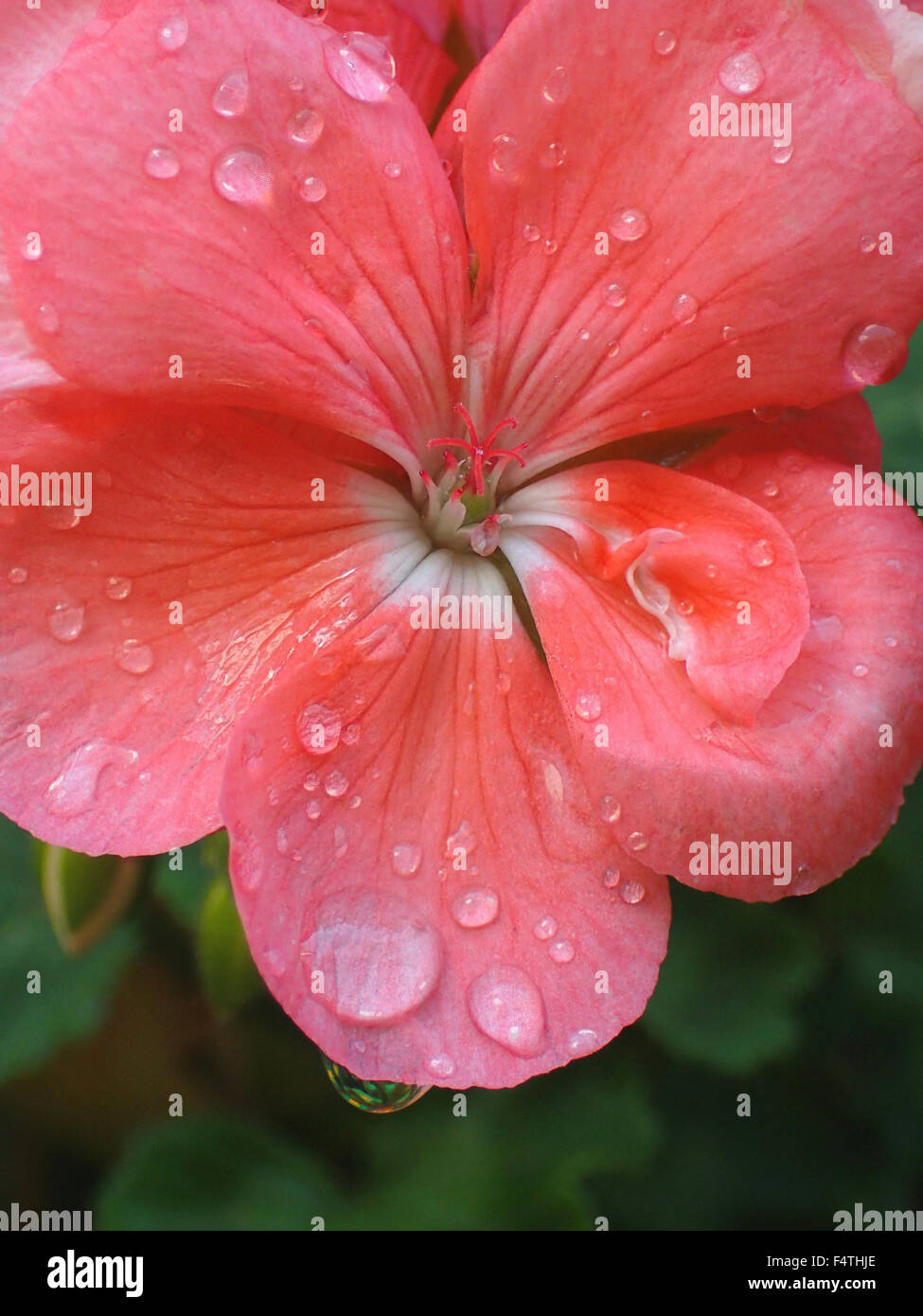 Fiore, geranio, Pelargonium, raindrop, rosso, impianti Foto Stock