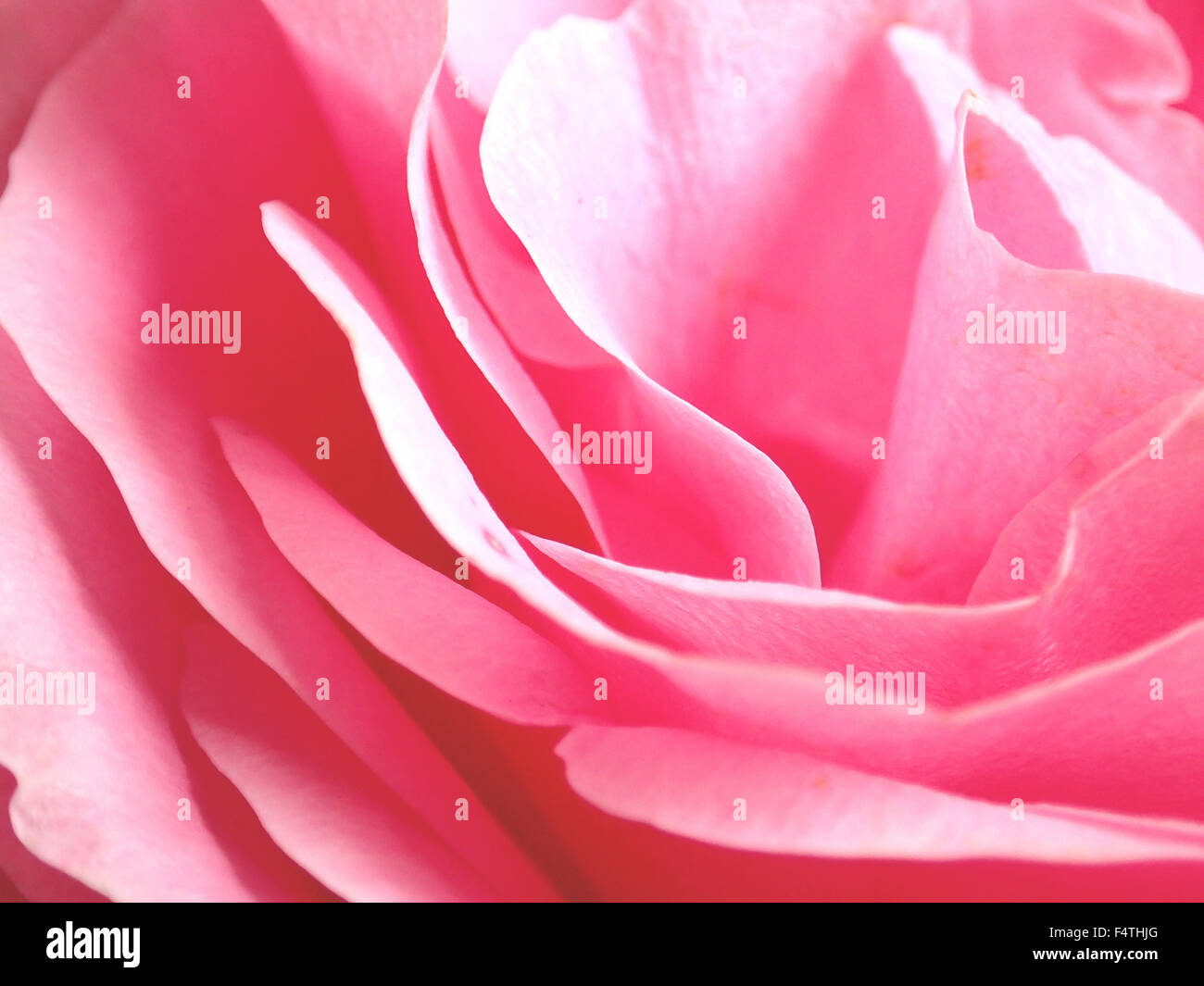 Flower, creativo, rosa, rosso, close-up, blossom, concetti, impianti Foto Stock