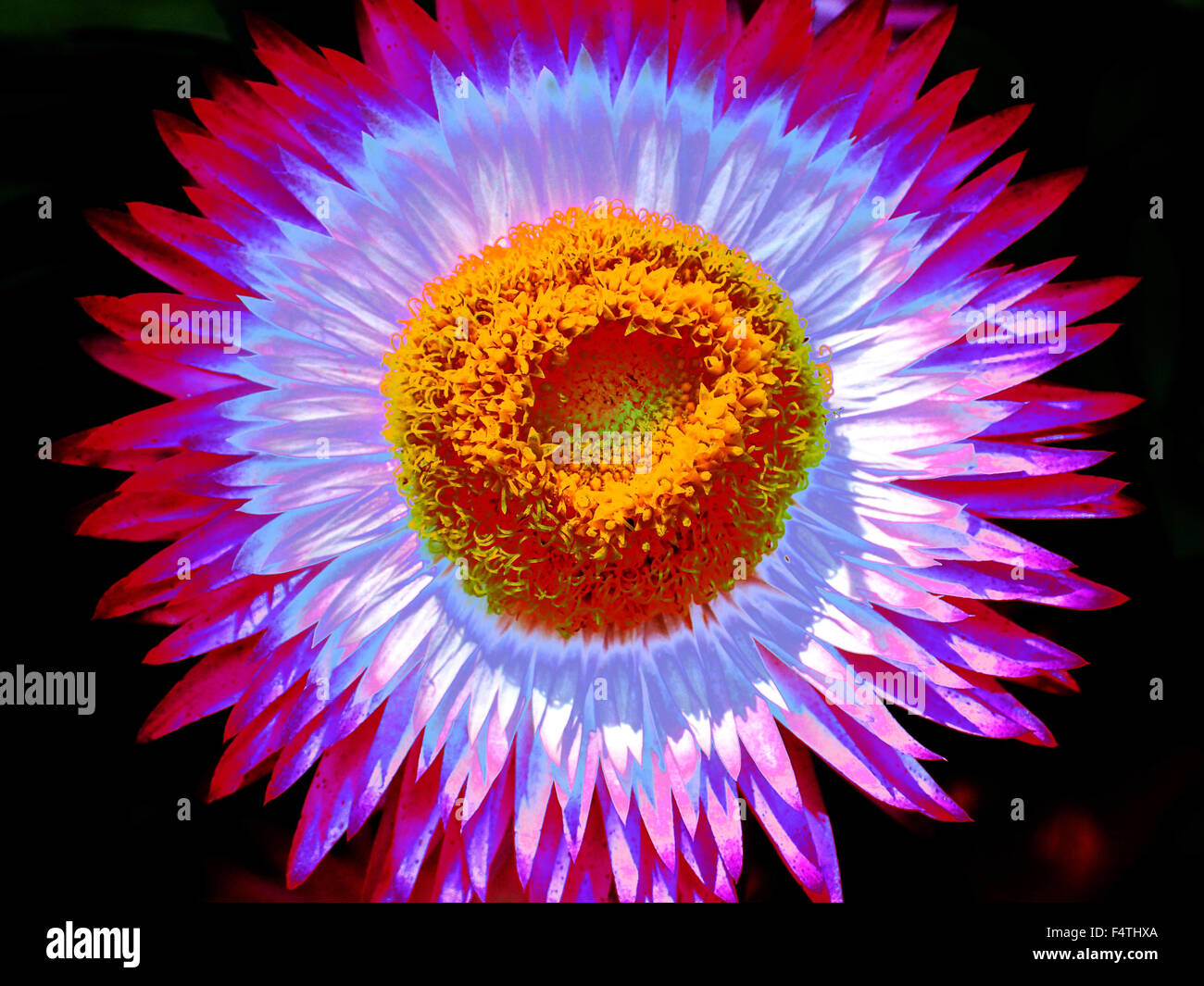 Creative, fiore di paglia, close-up, concetti creativi, alienati Foto Stock