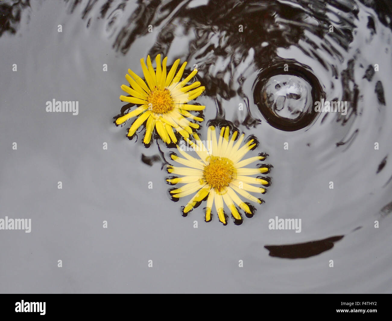 Gocce di acqua, Leopard's Bane, fiore, acqua, concetti creativi, Foto Stock