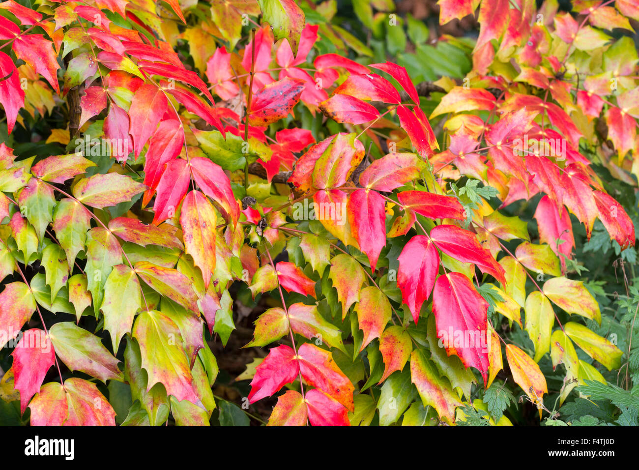 Rosso fogliame autunnale del lasciava pungenti, fioritura invernale arbusto, Mahonia japonica Foto Stock