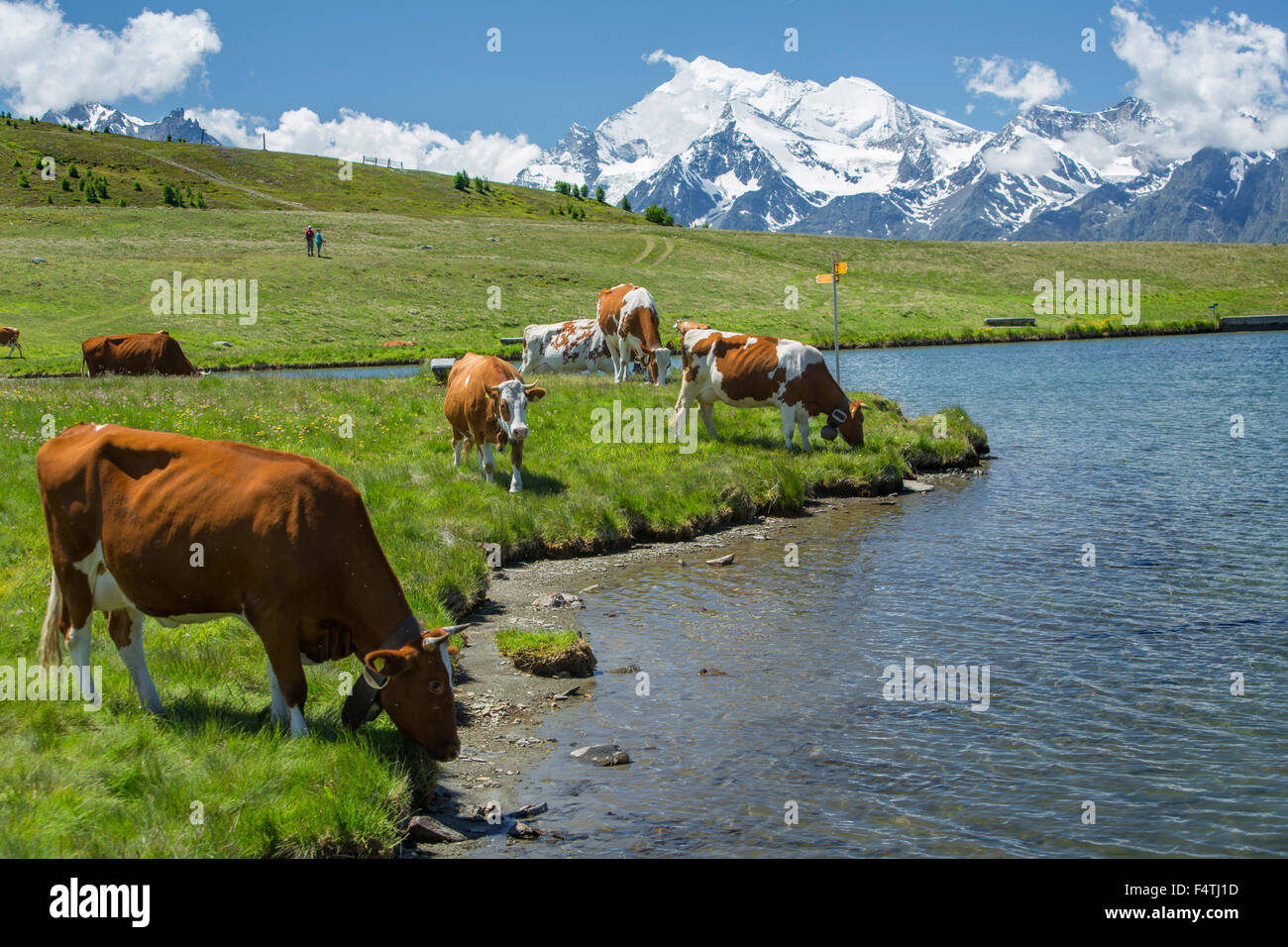 Le mucche in Gibidumsee, sfondo: Weisshorn, Foto Stock