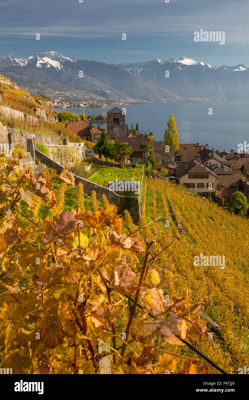 Village Saint Saphorin VD sul lago di Ginevra in autunno Foto Stock
