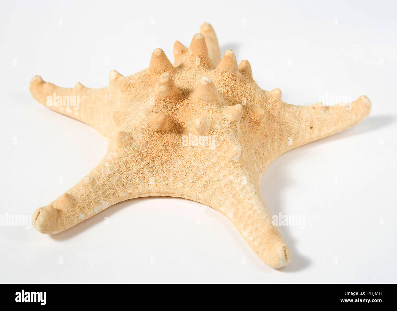 Starfish isolato su sfondo bianco con ombra Foto Stock