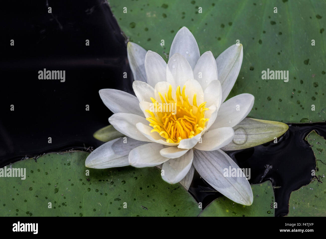 Fioritura di acqua olandese lily ( Nymphaeaceae ) Sul Lago olandese in Clearwater, British Columbia, Canada, America del Nord. Foto Stock