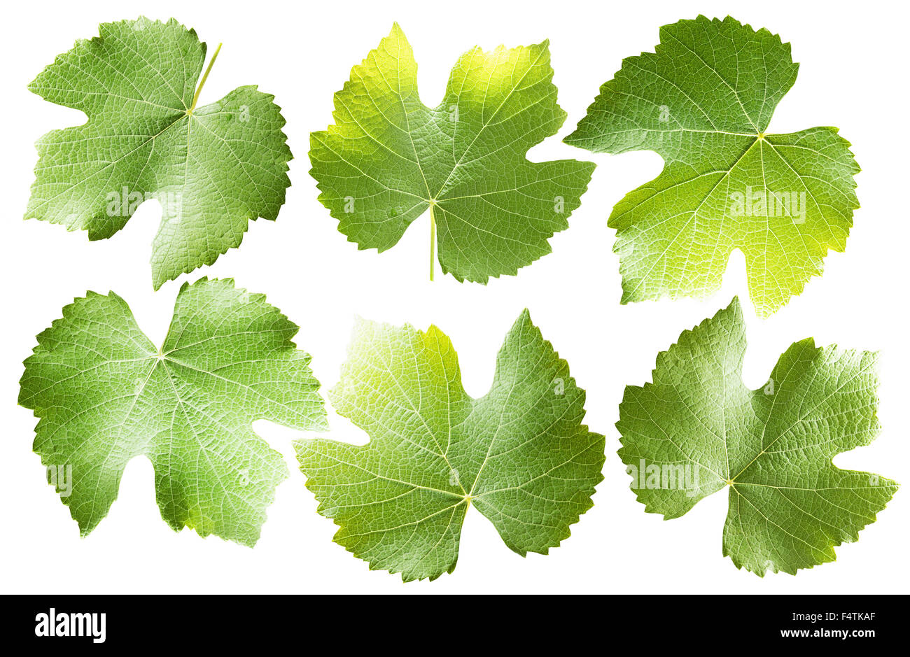Raccolta di foglie di uva isolato su uno sfondo bianco. Foto Stock