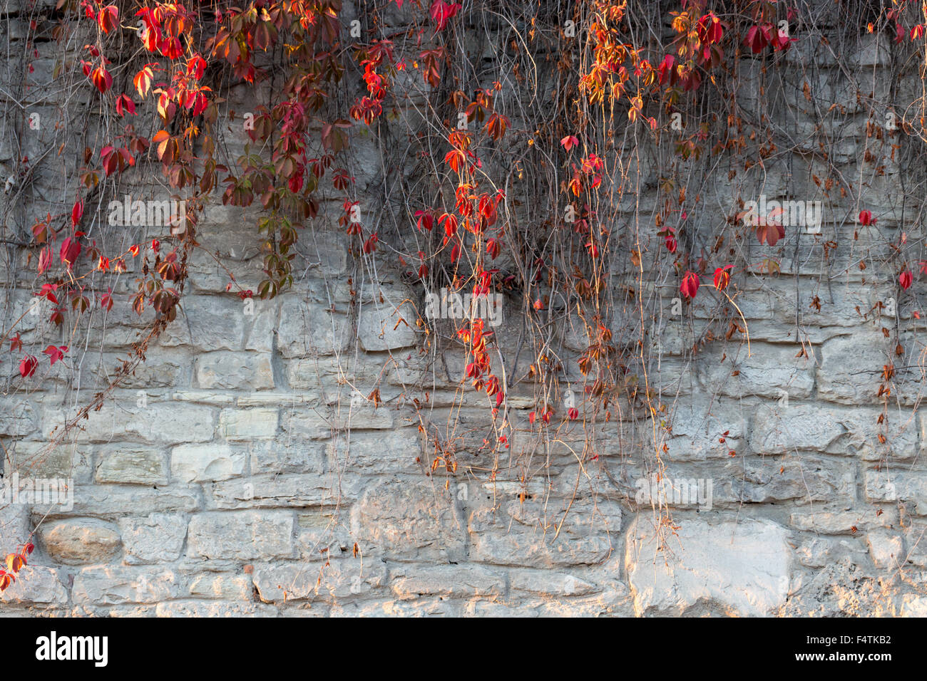 Autunno rosso foglie d'edera sul muro di pietra dello sfondo. Foto Stock