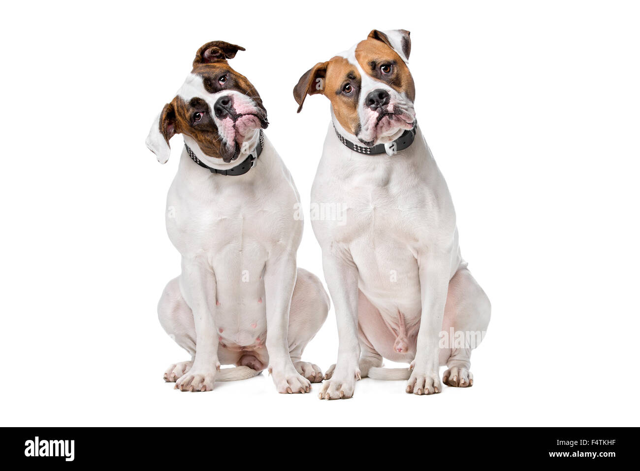 Due American Bulldog seduto davanti a uno sfondo bianco Foto Stock